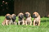 DOGUE ALLEMAND 797